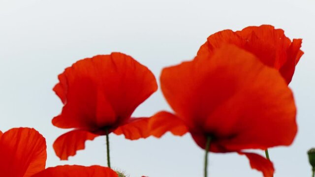 Nahaufnahme von Weizen, Mohn, Mohnfeld, Weizen, Getreide, Panorama, Weizen, Getreide, Ansicht, Feld,