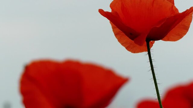 Nahaufnahme von Weizen, Mohn, Mohnfeld, Weizen, Getreide, Panorama, Weizen, Getreide, Ansicht, Feld,