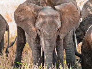 Éléphants Afrique Safari Tanzanie  