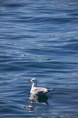 seagull on the sea