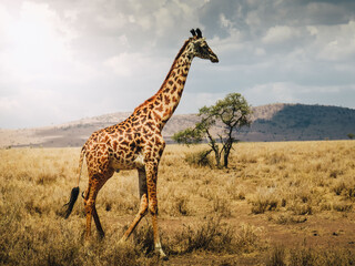 Paysage Girafe Savane Safari Tanzanie