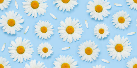 Camomile flower seamless texture