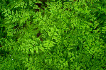 Young green thickets of fern leaves. The view from the top. Natural background