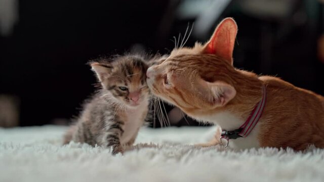 ginger cat with little kittens on a furry white blanket