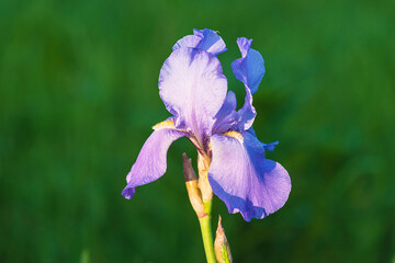 Beautiful blue iris blooming on sunlight