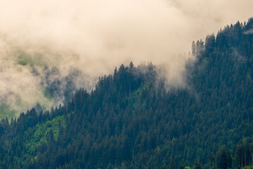 Nebelverhangener Wald