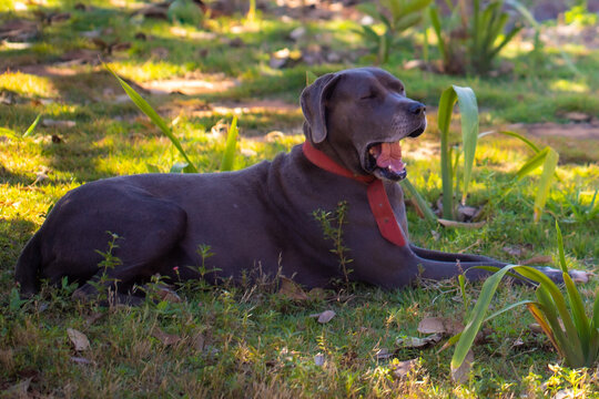 Cadela Weimaraner bocejando