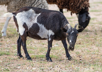 una cabra de ojos saltones