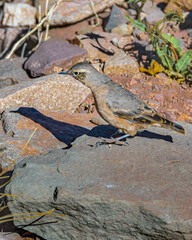 Small Bird at Rocky Ground, Mendoza, Argentina