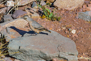 Small Bird at Rocky Ground, Mendoza, Argentina