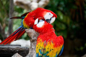 parrots caressing each other