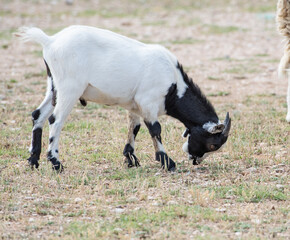 una cabra pequeña comiendo en el campo