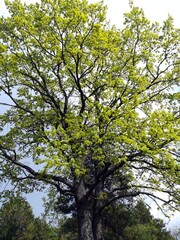 Fototapeta premium tree and sky