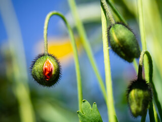 A fluffy Bud of a red blooming poppy close-up on a blurry background. Spring natural beautiful background for postcard. Bright poppy flowers concept of a new life and the beginning of spring