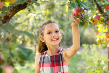 Beautiful girl harvests apples. Apple orchard. The child holds apples and a basket with apples in his hands. A walk in the garden. Long-haired girl smiles and walks in nature