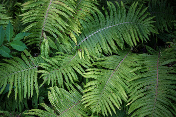 Bushes, green fern background, texture