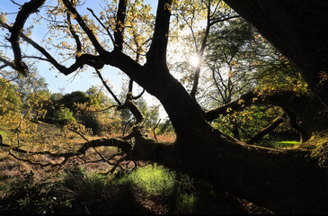 sunshine through oak tree branches