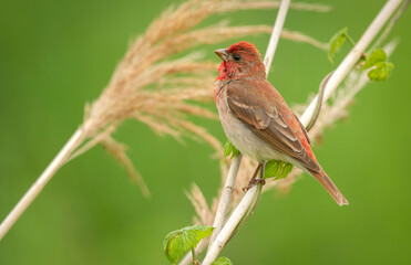 Common rosefinch ( carpodacus erythrinus ) male