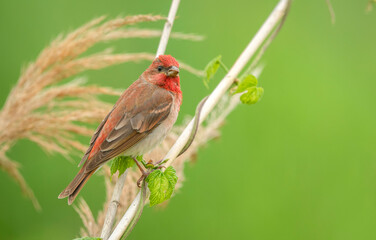 Common rosefinch ( carpodacus erythrinus ) male