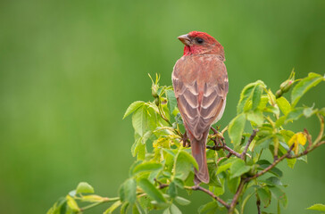 Common rosefinch ( carpodacus erythrinus ) male