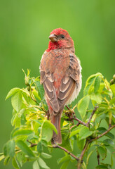 Common rosefinch ( carpodacus erythrinus ) male