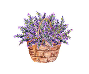 Lavender flowers, floral bouquet in basket. Vintage illustration