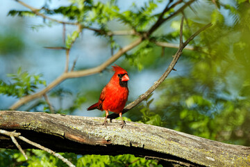 A male Northern Cardinal is perched on a branch. These vibrant birds contrast sharply with the surrounding foliage.