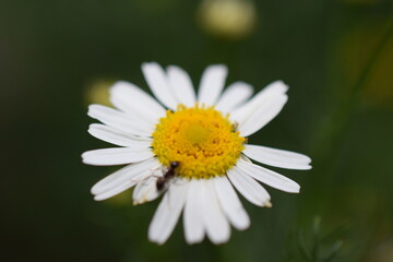 Fototapeta premium Ant and chamomile