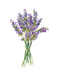 Lavender flowers bouquet. Watercolor floral botanical illustration