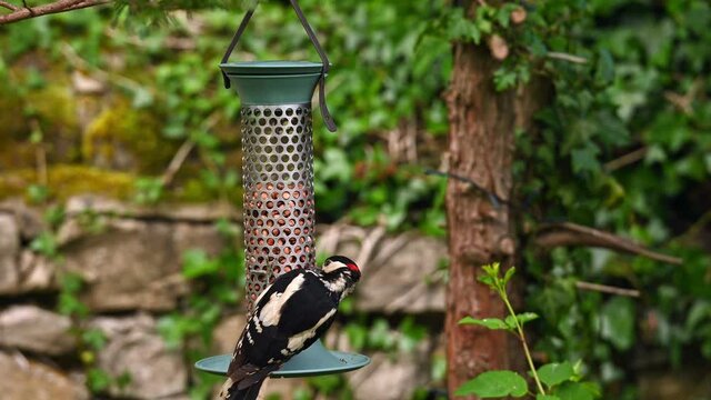 Male Great Spotted Woodpecker feeding on peanuts on a garden bird feeder