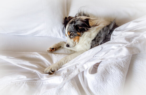 Australian shepherd dog sleeping in human bed with white sheets