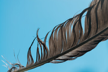 A beautiful black feather up close