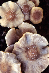 mushrooms on a black background