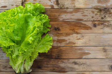 Green lettuce leaves expressed in a small pot