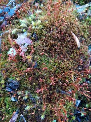 red and green moss