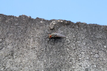 A Mosca