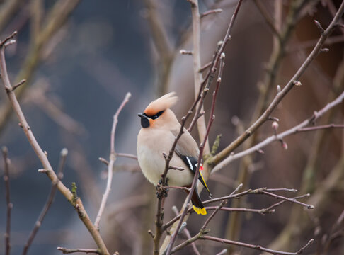 Bohemian waxwing colourful tufted bird perching in a cold spring day