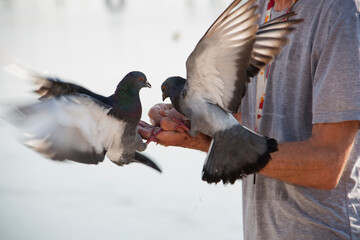 Feeding Pigeons - 356486418