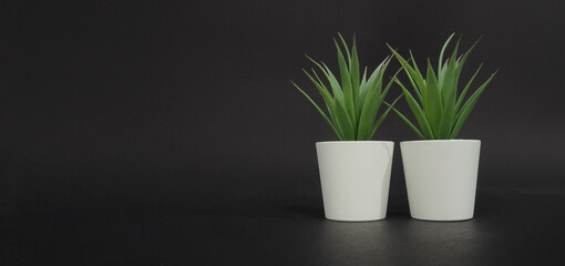 Two Artificial cactus plants or plastic or fake tree on black background.