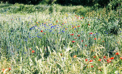 purple, blue and poppy flowers in the field