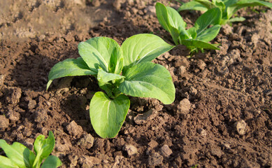 Chinese cabbage, Bok Choy or Pak Choy on a farm. The concept of fresh organic vegetables. Seedlings.