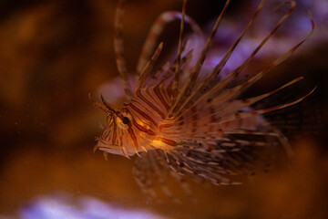 ハナミノカサゴ