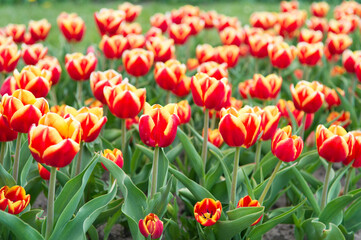Spring floral background. Netherlands countryside. tulips in garden. Magic spring landscape with flower. Amazing tulips field in Holland. relax and stress management. tulips in spring. Great pleasure