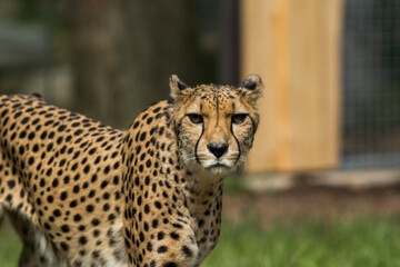 Naklejka na ściany i meble cheetah (Acinonyx jubatus) in the zoo
