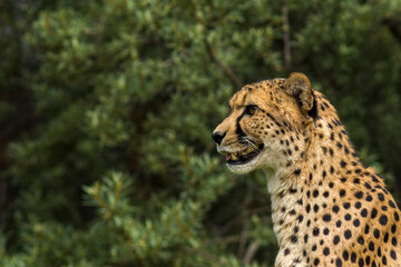 cheetah (Acinonyx jubatus) in the nature