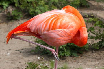 Fototapeta na wymiar Flamingo (in german Flamingo) Phoenicopteridae