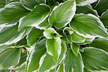Hosta flat-lay photo. Plant with big green leaves