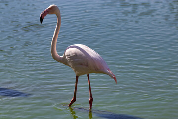 Colorful pink white flamingo in the pond, animal theme