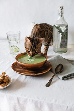 Soup with green peas and crackers in a wooden plate on a white table on which stands a Bengal cat