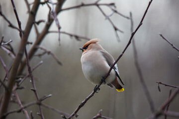 Bohemian waxwing colourful tufted bird perching in a cold spring day